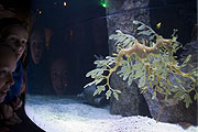 Sonderausstellung "Schloss der Seedrachen" seit April 2011 (©Foto: Sea Life München)
